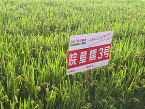 �Ŵ3̖-ˮ���N��-���߷N�I(y��)