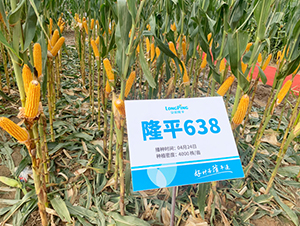 ¡ƽ638-���׷N��-���߷N�I(y��)