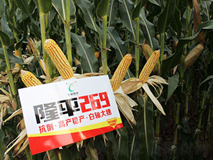 ¡ƽ269-���׷N��-���߷N�I(y��)