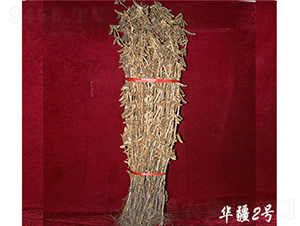 華疆2號-大豆種子-宏圖種業(yè)