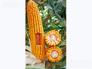 �t��82-���׷N��-�����N�I(y��)