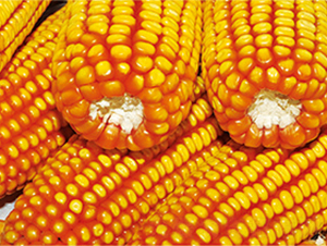 ���r(n��ng)��709-���׷N��-�����N�I(y��)