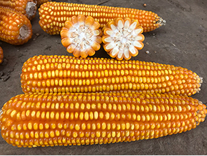 ����10̖-���׷N��-���ɷN�I(y��)