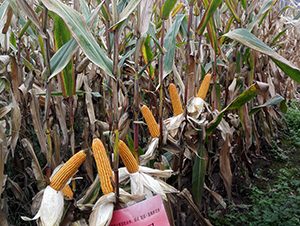 ���S4̖-���׷N��-���ɷN�I(y��)