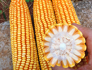 ����7̖-���׷N��-���ɷN�I(y��)