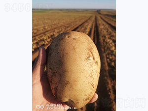 鑫雨一號(hào)-馬鈴薯種子-鑫雨種業(yè)