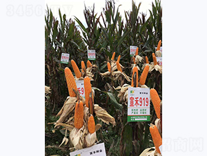 ����919-���׷N��-���S�N�I(y��)