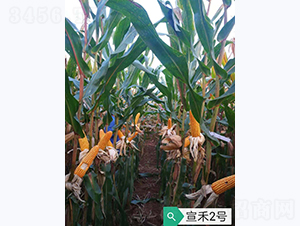 宣禾2號(hào)-玉米種子-宣豐種業(yè)