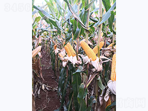 ����8̖(h��o)-���׷N��-���S�N�I(y��)