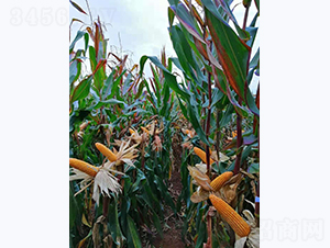 ����6̖-���׷N��-���S�N�I(y��)