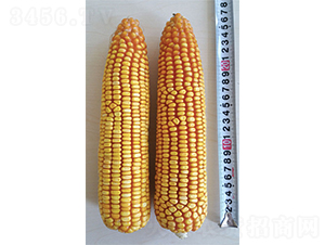 ����968-���׷N��-�Ǻ��N�I(y��)