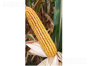 �Ǻ�9̖(h��o)-���׷N��-�Ǻ��N�I(y��)