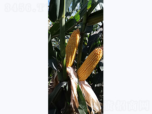 �Ǻ�LN575-���׷N��-�Ǻ��N�I(y��)