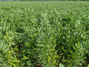 ���̴����G-�󶹷N��-��طN�I(y��)