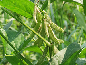 �ඹ��̖(h��o)-�󶹷N��-��طN�I(y��)