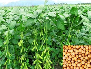 �ඹһ̖(h��o)-�󶹷N��-��طN�I(y��)