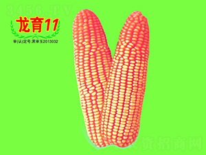 ����11̖(h��o)-���׷N��-��طN�I(y��)