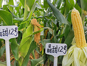 ����12̖(h��o)-���׷N��-���P(y��ng)�N�I(y��)