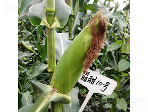 ����10̖(h��o)-���׷N��-���P(y��ng)�N�I(y��)