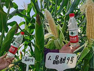 ����9̖(h��o)-���׷N��-���P(y��ng)�N�I(y��)