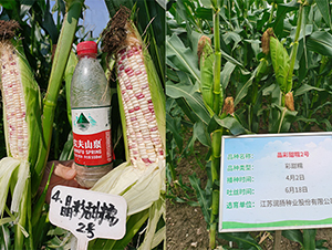 ������Ŵ2̖(h��o)-���׷N��-���P(y��ng)�N�I(y��)