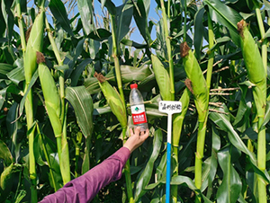 ������Ŵ-���׷N��-���P(y��ng)�N�I(y��)