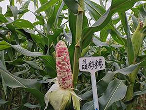 ����Ŵ-���׷N��-���P(y��ng)�N�I(y��)