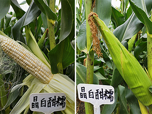 ������Ŵ-���׷N��-���P(y��ng)�N�I(y��)