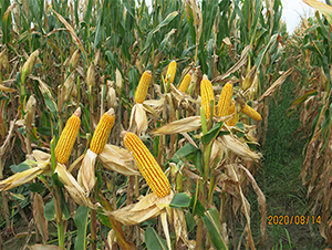 ����9485-���׷N��-���P(y��ng)�N�I(y��)