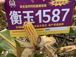 ����1587-���׷N��-���P(y��ng)�N�I(y��)