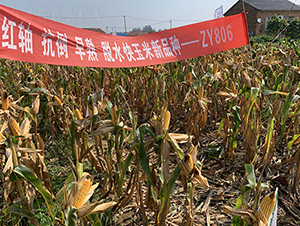 ZY806-���׷N��-���P(y��ng)�N�I(y��)