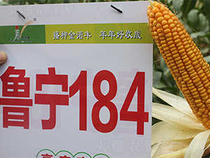 ����184-���׷N��-���P(y��ng)�N�I(y��)