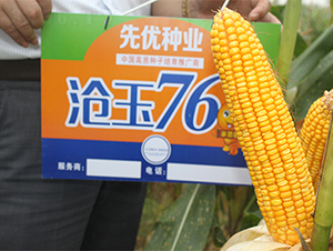 ����76-���׷N��-���P(y��ng)�N�I(y��)