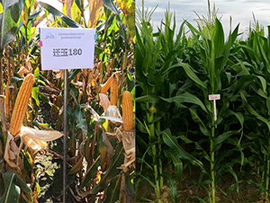 �w��180-���׷N��-���P(y��ng)�N�I(y��)