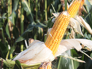 �K��40-���׷N��-���P(y��ng)�N�I(y��)