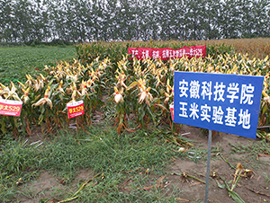 �A̫529-���׷N��-���P(y��ng)�N�I(y��)