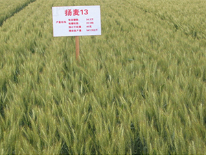 �P��13-С���N��-���P�N�I(y��)