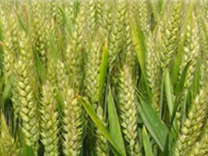 ԥ��63-С���N��-�󾩾ŷN�I(y��)