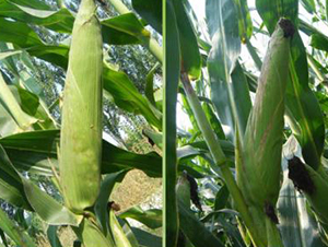 �󾩾�23-���׷N��-�󾩾ŷN�I(y��)