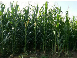 北農(nóng)青貯208-玉米種子-大京九種業(yè)