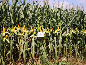 �������A16-���׷N��-�󾩾ŷN�I(y��)