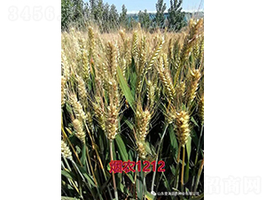 ���r(n��ng)1212-С���N��-��(r��n)�r(n��ng)�N�I(y��)