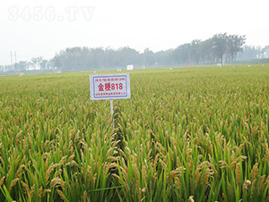 ��818-ˮ���N��-���r(n��ng)�N�I(y��)