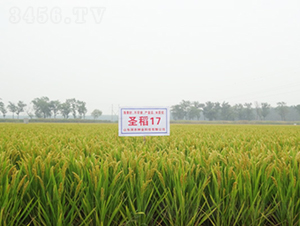 ʥ��17-ˮ���N��-���r(n��ng)�N�I(y��)