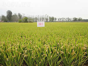 ��518-ˮ���N��-���r(n��ng)�N�I(y��)