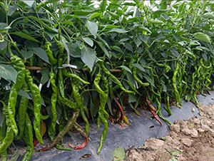 ����101-�����N��-��(y��u)�Π�����