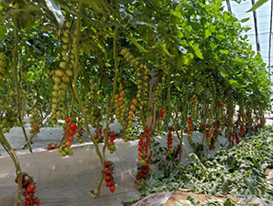 ���ҷ���227-���ѷN��-��(y��u)�Π�����