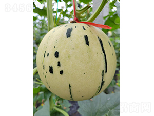 紅肉流星桔小果-甜瓜種子-優(yōu)奈爾生物