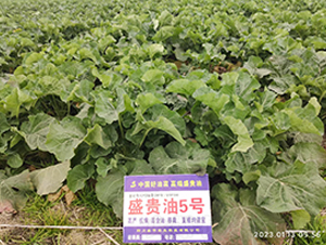 ʢ�F��5̖-�Ͳ˷N��-ʢƽ�r�I(y��)