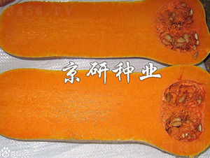 �S��2̖�Ϲ�-�ϹϷN��-���зN�I(y��)